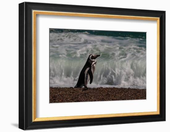 Argentina, Patagonia. Magellanic penguin walks the beach at Peninsula Valdez.-Howie Garber-Framed Photographic Print