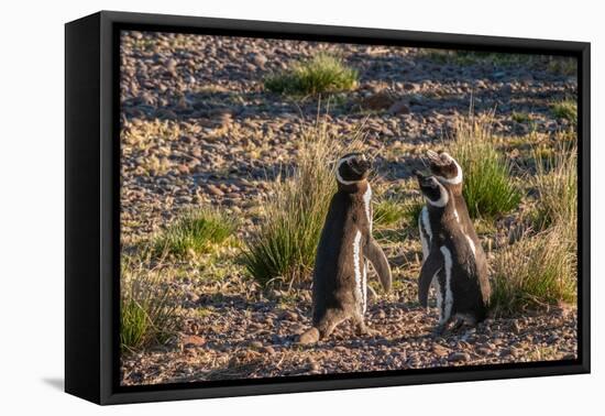 Argentina, Patagonia. Magellanic penguins interact on the beach-Howie Garber-Framed Premier Image Canvas