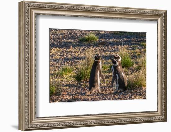 Argentina, Patagonia. Magellanic penguins interact on the beach-Howie Garber-Framed Photographic Print