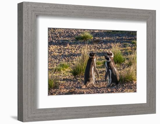 Argentina, Patagonia. Magellanic penguins interact on the beach-Howie Garber-Framed Photographic Print