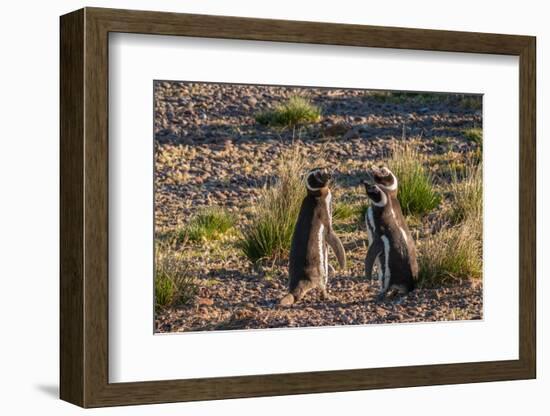 Argentina, Patagonia. Magellanic penguins interact on the beach-Howie Garber-Framed Photographic Print