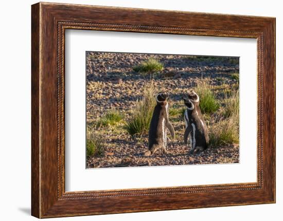 Argentina, Patagonia. Magellanic penguins interact on the beach-Howie Garber-Framed Photographic Print