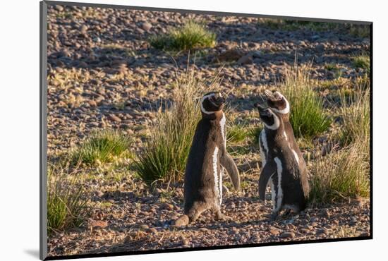 Argentina, Patagonia. Magellanic penguins interact on the beach-Howie Garber-Mounted Photographic Print