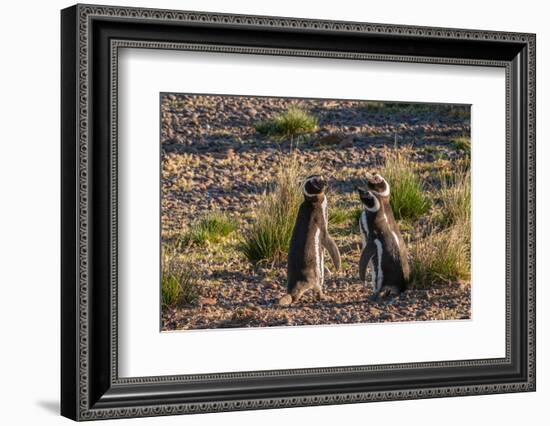 Argentina, Patagonia. Magellanic penguins interact on the beach-Howie Garber-Framed Photographic Print