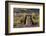 Argentina, Patagonia. Magellanic penguins interact on the beach-Howie Garber-Framed Photographic Print