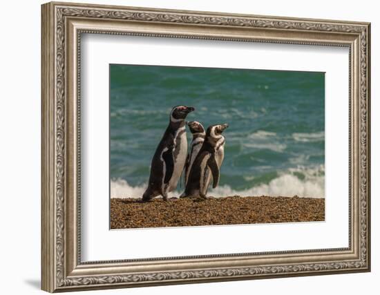 Argentina, Patagonia. Magellanic penguins walk the beach at Peninsula Valdez.-Howie Garber-Framed Photographic Print