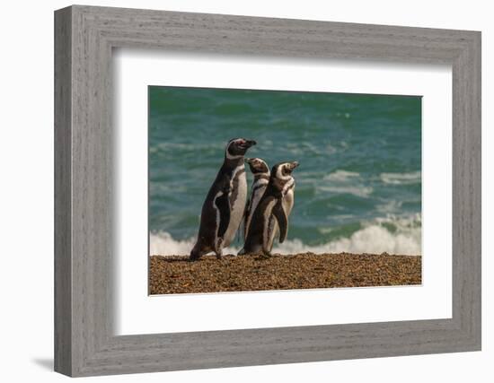 Argentina, Patagonia. Magellanic penguins walk the beach at Peninsula Valdez.-Howie Garber-Framed Photographic Print