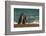 Argentina, Patagonia. Magellanic penguins walk the beach at Peninsula Valdez.-Howie Garber-Framed Photographic Print