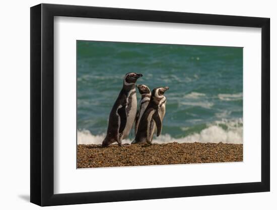 Argentina, Patagonia. Magellanic penguins walk the beach at Peninsula Valdez.-Howie Garber-Framed Photographic Print