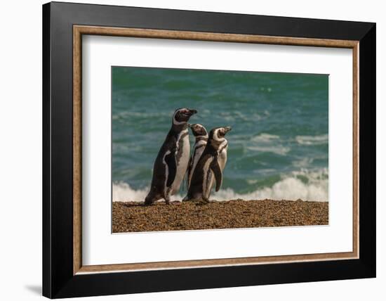 Argentina, Patagonia. Magellanic penguins walk the beach at Peninsula Valdez.-Howie Garber-Framed Photographic Print