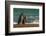 Argentina, Patagonia. Magellanic penguins walk the beach at Peninsula Valdez.-Howie Garber-Framed Photographic Print