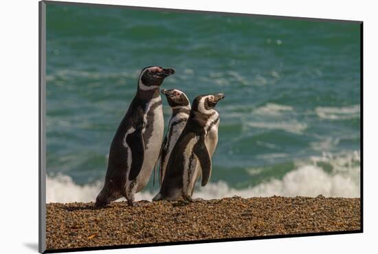Argentina, Patagonia. Magellanic penguins walk the beach at Peninsula Valdez.-Howie Garber-Mounted Photographic Print