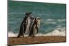 Argentina, Patagonia. Magellanic penguins walk the beach at Peninsula Valdez.-Howie Garber-Mounted Photographic Print