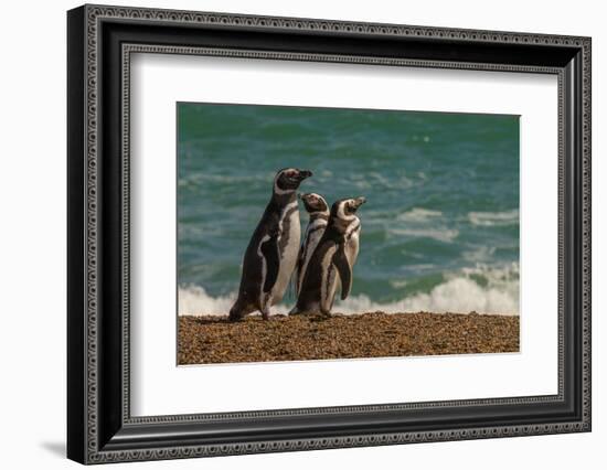 Argentina, Patagonia. Magellanic penguins walk the beach at Peninsula Valdez.-Howie Garber-Framed Photographic Print