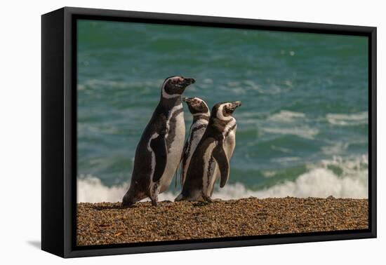 Argentina, Patagonia. Magellanic penguins walk the beach at Peninsula Valdez.-Howie Garber-Framed Premier Image Canvas