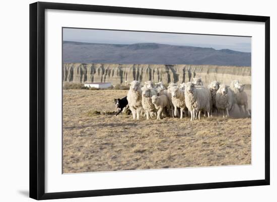 Argentina, Patagonia, Province Santa Cruz, Sheep Farm, Flock of Sheep, Sheepdog-Chris Seba-Framed Photographic Print