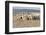 Argentina, Patagonia, Province Santa Cruz, Sheep Farm, Flock of Sheep, Sheepdog-Chris Seba-Framed Photographic Print