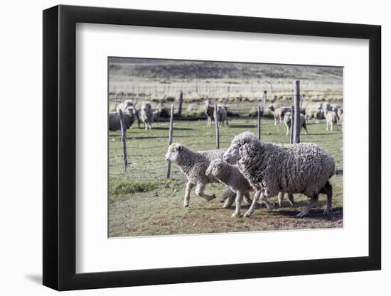 Argentina, Patagonia, South America. Three sheep on an estancia walk by other sheep.-Karen Ann Sullivan-Framed Photographic Print