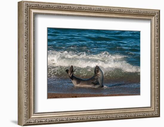 Argentina, Patagonia. Young southern elephant seal in the surf at Peninsula Valdez-Howie Garber-Framed Photographic Print