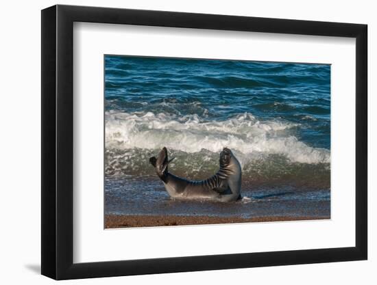 Argentina, Patagonia. Young southern elephant seal in the surf at Peninsula Valdez-Howie Garber-Framed Photographic Print