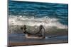 Argentina, Patagonia. Young southern elephant seal in the surf at Peninsula Valdez-Howie Garber-Mounted Photographic Print