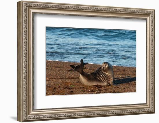 Argentina, Patagonia. Young southern elephant seal on the beach at Peninsula Valdez-Howie Garber-Framed Photographic Print