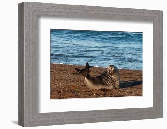 Argentina, Patagonia. Young southern elephant seal on the beach at Peninsula Valdez-Howie Garber-Framed Photographic Print