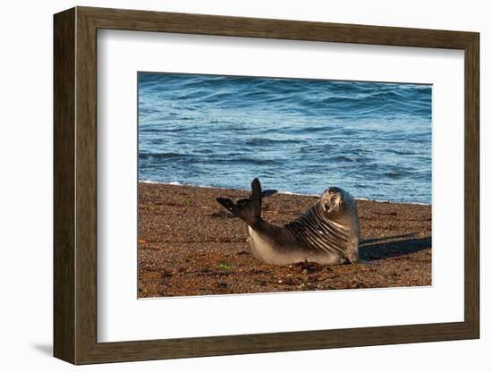 Argentina, Patagonia. Young southern elephant seal on the beach at Peninsula Valdez-Howie Garber-Framed Photographic Print