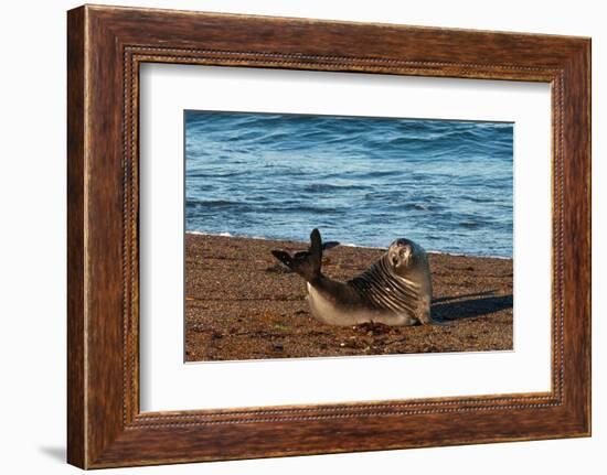 Argentina, Patagonia. Young southern elephant seal on the beach at Peninsula Valdez-Howie Garber-Framed Photographic Print