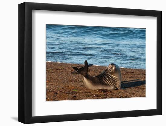 Argentina, Patagonia. Young southern elephant seal on the beach at Peninsula Valdez-Howie Garber-Framed Photographic Print