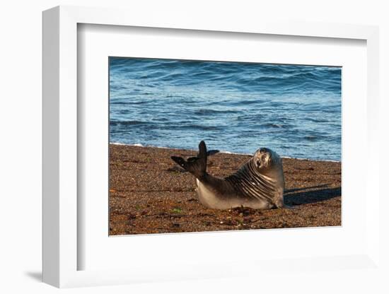 Argentina, Patagonia. Young southern elephant seal on the beach at Peninsula Valdez-Howie Garber-Framed Photographic Print