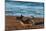 Argentina, Patagonia. Young southern elephant seal on the beach at Peninsula Valdez-Howie Garber-Mounted Photographic Print