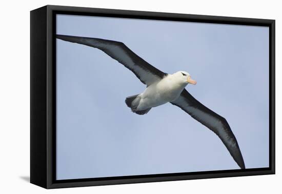 Argentina. Tierra Del Fuego. Black Browed Albatross in Flight-Inger Hogstrom-Framed Premier Image Canvas