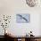 Argentina. Tierra Del Fuego. Black Browed Albatross in Flight-Inger Hogstrom-Photographic Print displayed on a wall