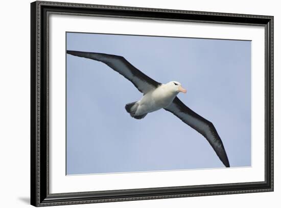 Argentina. Tierra Del Fuego. Black Browed Albatross in Flight-Inger Hogstrom-Framed Photographic Print