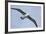 Argentina. Tierra Del Fuego. Black Browed Albatross in Flight-Inger Hogstrom-Framed Photographic Print