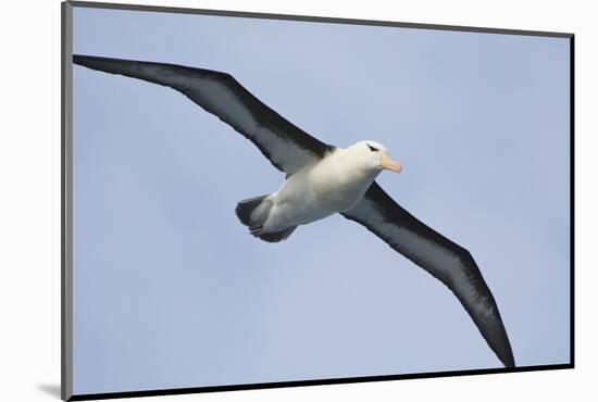 Argentina. Tierra Del Fuego. Black Browed Albatross in Flight-Inger Hogstrom-Mounted Photographic Print