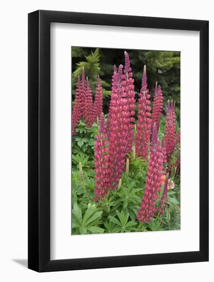 Argentina. Tierra Del Fuego. Ushuaia-Inger Hogstrom-Framed Photographic Print