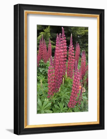 Argentina. Tierra Del Fuego. Ushuaia-Inger Hogstrom-Framed Photographic Print