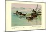 Argentine and Peruvian Ruddy Ducks-Allan Brooks-Mounted Art Print