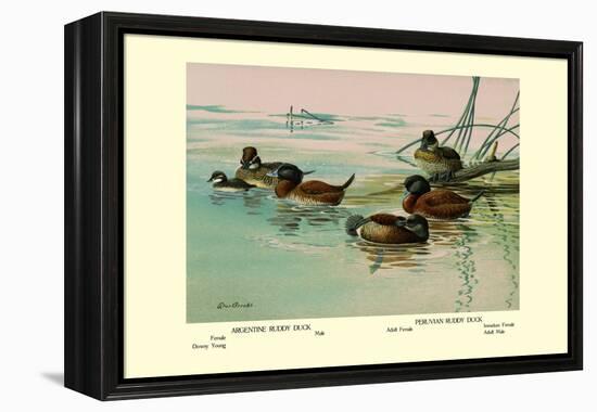 Argentine and Peruvian Ruddy Ducks-Allan Brooks-Framed Stretched Canvas