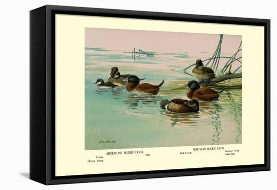Argentine and Peruvian Ruddy Ducks-Allan Brooks-Framed Stretched Canvas
