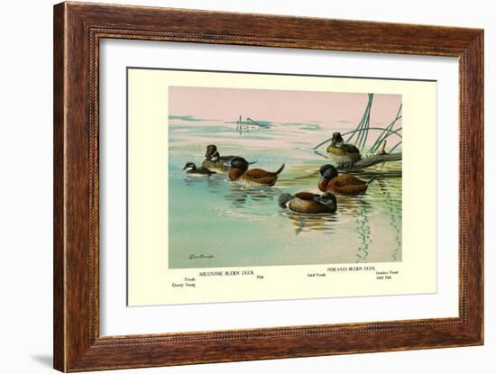 Argentine and Peruvian Ruddy Ducks-Allan Brooks-Framed Art Print