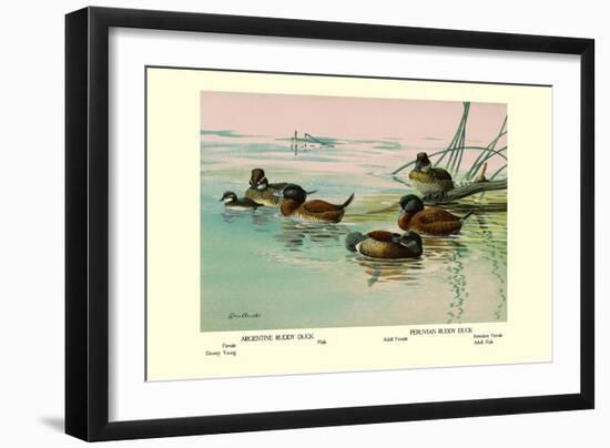 Argentine and Peruvian Ruddy Ducks-Allan Brooks-Framed Art Print