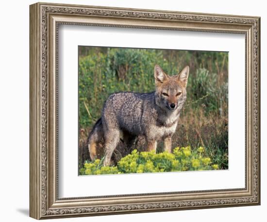 Argentine Grey Fox, Torres del Paine National Park, Chile-Art Wolfe-Framed Photographic Print