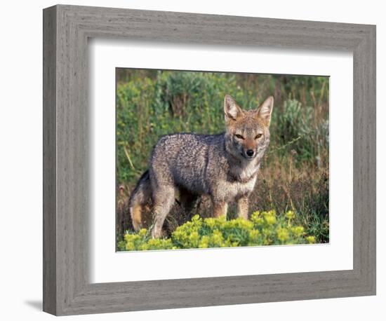 Argentine Grey Fox, Torres del Paine National Park, Chile-Art Wolfe-Framed Photographic Print