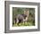 Argentine Grey Fox, Torres del Paine National Park, Chile-Art Wolfe-Framed Photographic Print