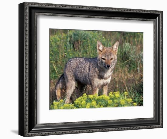Argentine Grey Fox, Torres del Paine National Park, Chile-Art Wolfe-Framed Photographic Print