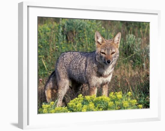 Argentine Grey Fox, Torres del Paine National Park, Chile-Art Wolfe-Framed Photographic Print