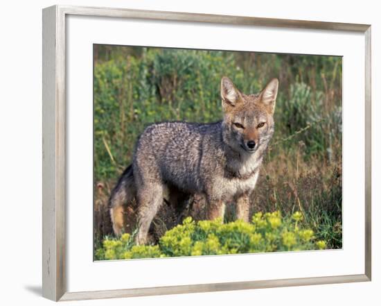 Argentine Grey Fox, Torres del Paine National Park, Chile-Art Wolfe-Framed Photographic Print